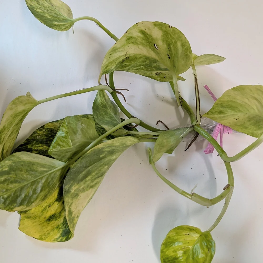 Pothos Plant Cuttings For Party Favors. Individually Wrapped Set Of Ten.